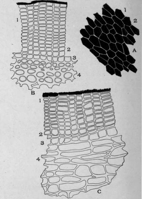 Periderm of Cascara Sagrada (Rhamnus purshiana, D.C.).