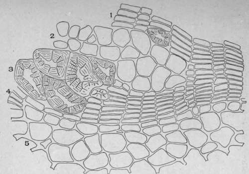 Periderm of White Oak (Quercus alba, L.).