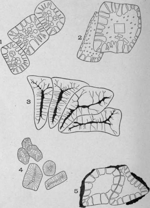 Porous and Non Striated Stone Cells.