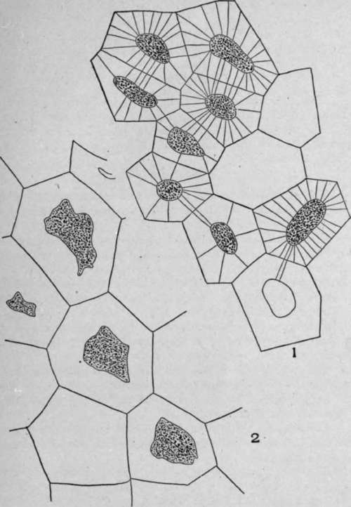 Reserve Cellulose.