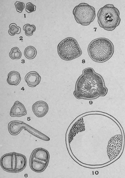 Smooth walled Pollen Grains.