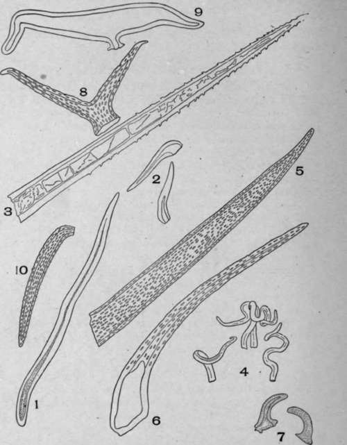 Unicellular Solitary Hairs.