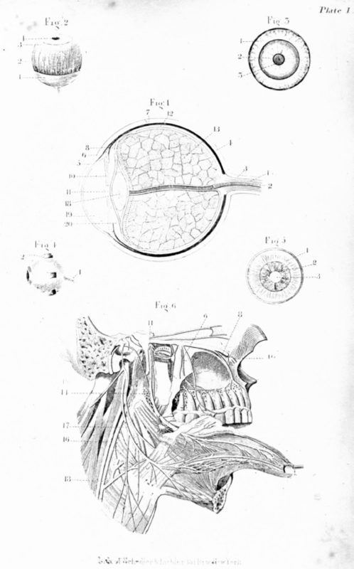 Plate I 2