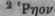 Rheum 331