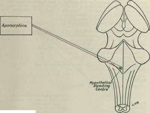 Apomorphine 64