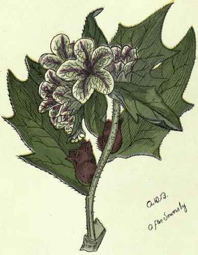 Hyoscyamus Niger 8