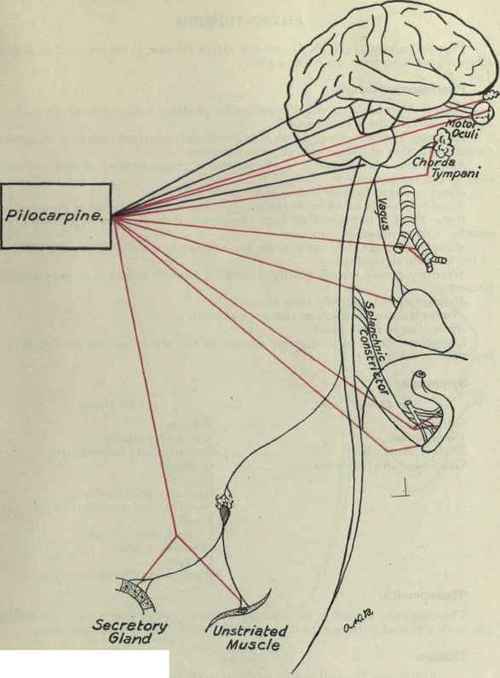 Pilocarpine 68