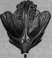 Althaea Althaea 537