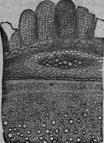 Amygdala Amara Bitter Almond 391