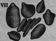 Amylum Starch 144
