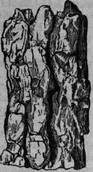 Aspidosperma Aspidosperma 660