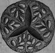 Colocynthis Colocynth 784