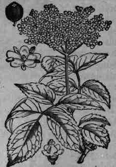 Coriandrum Coriander 605