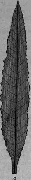 Eriodictyon Eriodictyon 677