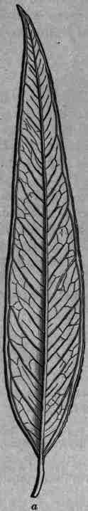 Eucalyptus Eucalyptus 583