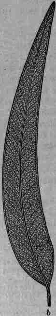 Eucalyptus Eucalyptus 584