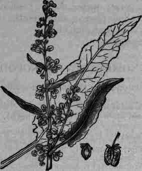 Fig. 101. Rumex crispus.