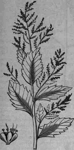Fig. 103. Chenopodium ambrosioides var. anthelminticum.
