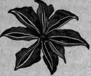 Fig. 108. Illicium religiosum (anisatum).