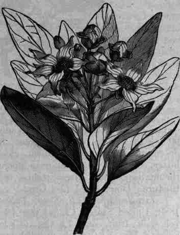 Fig. 109. Drimys Winteri.