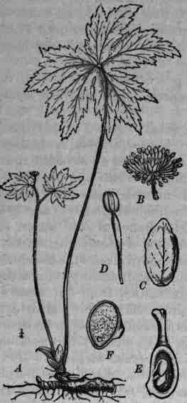 Fig. 114. Hydrastis canadensis: B, flower; C, petal; D, stamen; E, fruit carpel, longitudinal section; F, seed.