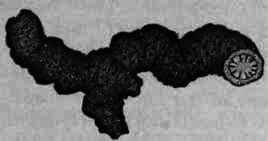 Fig. 115. Hydrastis canadensis: rhizome.