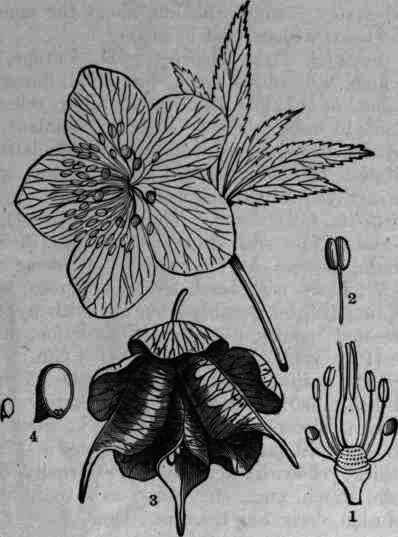 Fig. 117.   Helleborus viridis: 1, receptacle, tricarpelled ovary, and stamens; 2, a stamen;