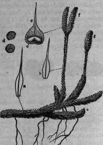 Fig. 12. Lycopodium clavatum: o, a fragment of stem with spore bearing spikes, f, f; a, leaf of stem; b, leaf of fertile branch; c, cone scale (bract) showing sporangium e; d, spores.