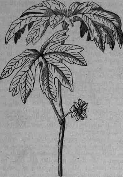 Fig. 128. Podophyllum pellatum.
