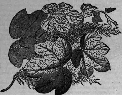 Fig. 131.   Jateorhiza palmata (calumba).