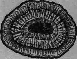Fig. 132.   Calumba: transverse section, natural size: r, bark; k, cambium; h, wood; m, pith (medulla).