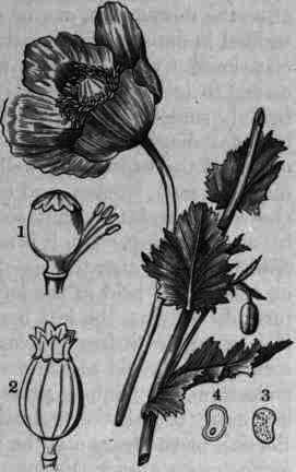 Fig. 144. Papaver somniferum: 1, ovary with few remaining stamens; 2, ripened capsule; 3, seed; 4, longitudinal section of seed.