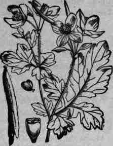 Fig. 150. Chelidonium majus: showing fruit, flowers, ovary, and seed.