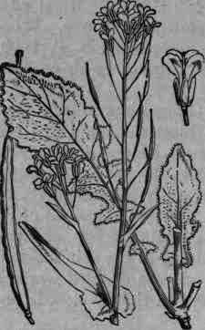 Fig. 153. Brassica campestris.