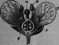 Fig. 154. Roripa Armoracia: flower: s, calyx; p, corolla; a, stamen; g, fruit carpel; n. stigma.