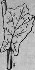 Fig. 155. Roripa Armoracia: leaves: a, radical; b, cauline.