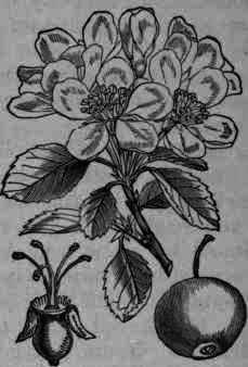 Fig. 173.   Malus (Pyrus) Malus.