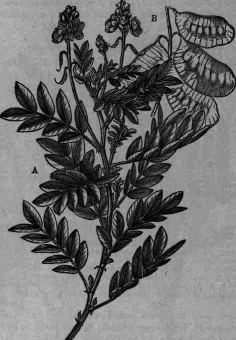 Fig. 177. Cassia acutifolia: half natural size; A, leaflets; B, legumes.