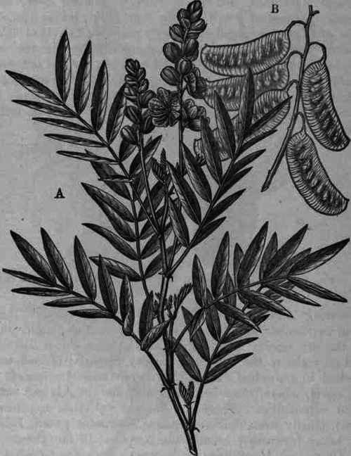 Fig. 179. Cassia angustifolia: half natural size; A, leaflets; B, legumes.