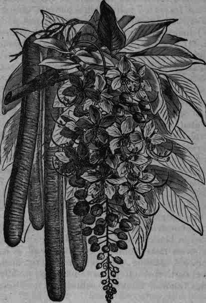 Fig. 185. Cassia Fistula.