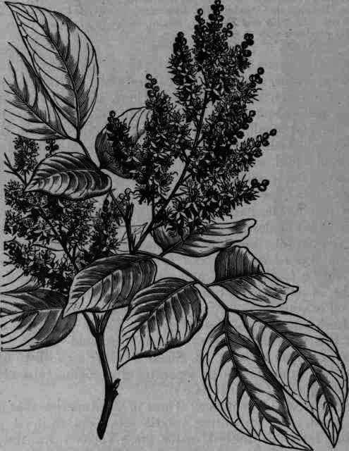 Fig. 187. Copaiba Langsdorffii.