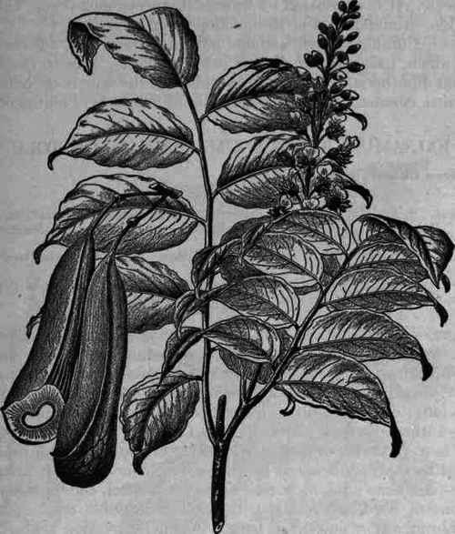 Fig. 194.   Toluifera Pereirae.