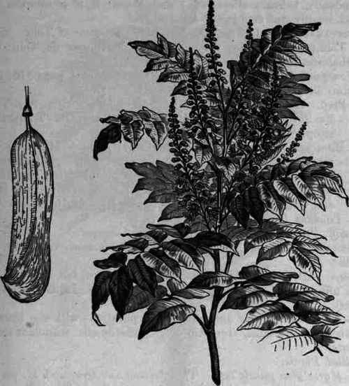 Fig. 195.   Toluifera Balsamum: twig one third natural size, with fruit.