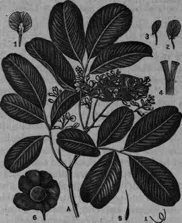 Fig. 197. Pterocarpus Marsupium (Kino): A, flowering twig; 1, 2, 3, parts of the flower; 4, stamens; 5, pistil; 6, fruit; 7, vertical section of winged fruit.