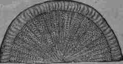 Fig. 200. Glycyrrhiza glabra, var. glandu lifera (root).