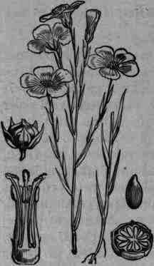 Fig. 208. Linum usitatissimum.