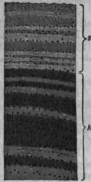 Fig. 215. Guaiacum wood; cross section, magnified 4 times; k, heartwood; s, sapwood.