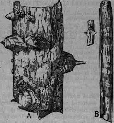 Fig. 216. Xanthoxylum bark: A, Southern; B, Northern (3 Nat.).