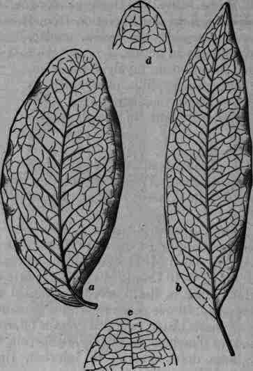 Fig. 218. Pilocarpus Jaborandi: variously shaped leaflets, a and c, emarginate; b and d, pointed, blunt.