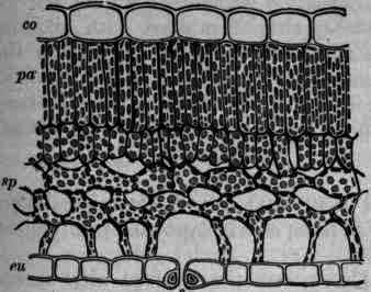 Fig. 221.   Buchu leaf: portion of a cross section: pa, palisade cells; sp, spongy parenchyma; co, upper epidermis; eu, under epidermis; s, stomata.